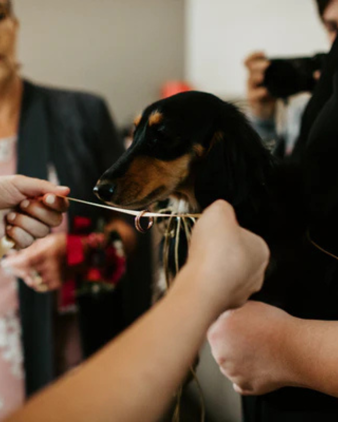 Can your faithful hound smell gold?