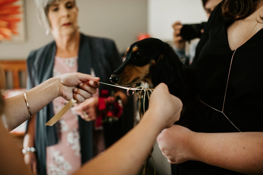 Dachshund with gold rings